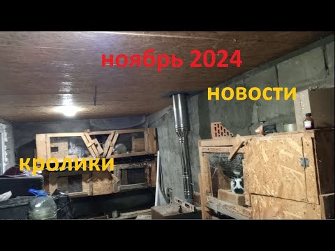 Видео: Давно не было новостей. Кролики и хозяйство. Ноябрь 2024