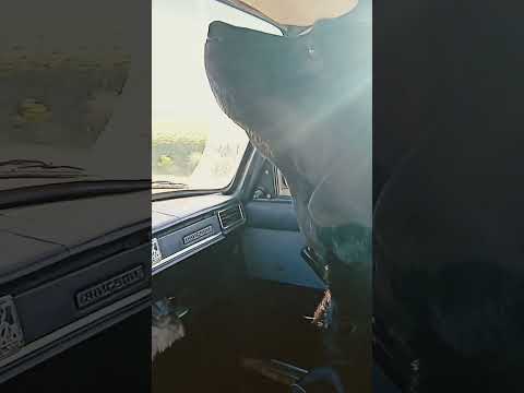 Видео: Идеальный кандидат на водителя
