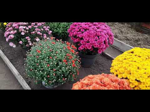 Видео: ХРИЗАНТЕМЫ МУЛЬТИФЛОРА В СИБИРИ.