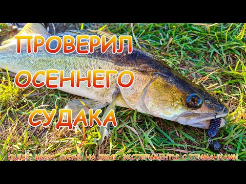 Видео: Судак, щука, окунь на джиг в СЕНТЯБРЕ. Лучше всего ловилось на эту приманку!