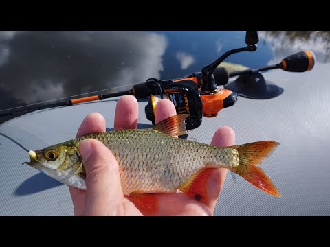 Видео: Тотальный краснопёринг или проверка реакции спиннингиста