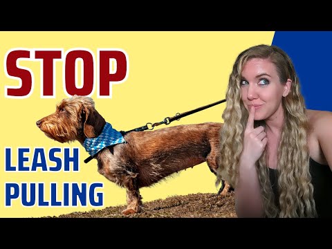 Видео: Как прекратить тянуть собаку за поводок