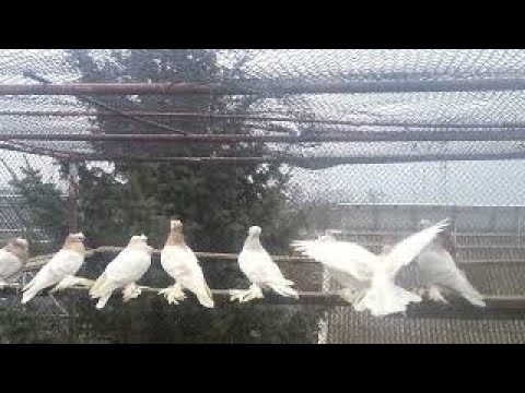 Видео: Сказки про двухчубых игровых голубей Средней Азии .