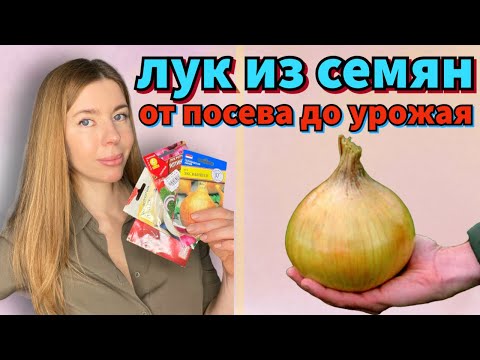 Видео: КАЖДЫЙ ГОД ВЫРАЩИВАЮ ЛУК ТОЛЬКО ТАК. Крупный лук из семян за один сезон "от А до Я"