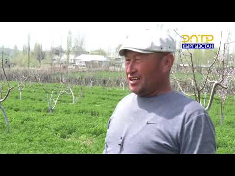 Видео: Элет баяны // Кызыл-Октябрь Өзгөн району