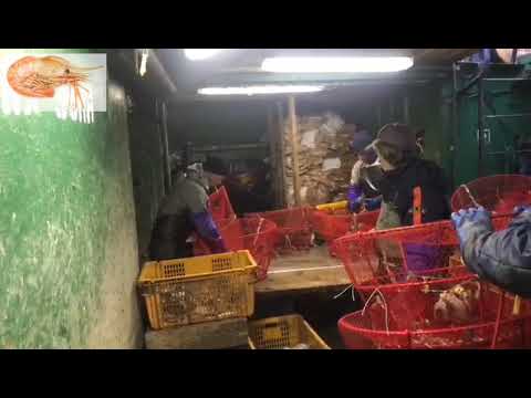 Видео: Работа в море, креветка ловушки. Зарядка ловушек, подготовка к постановке порядка.