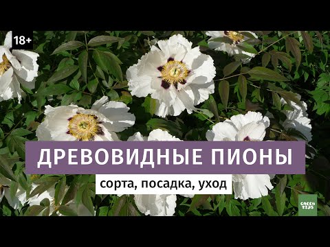 Видео: Древовидные пионы. Лучшие сорта.