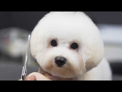 Видео: Ходячий ватный шарик.