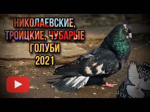 Видео: Николаевские,Троицкие,Чубарые голуби. Самарская область 03.04.2021