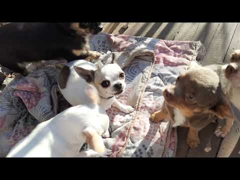 Видео: #правильное #питание собак, #видотипичное,сыроедение, смешанное ПОДРОБНО  чихуахуа Кастропуло