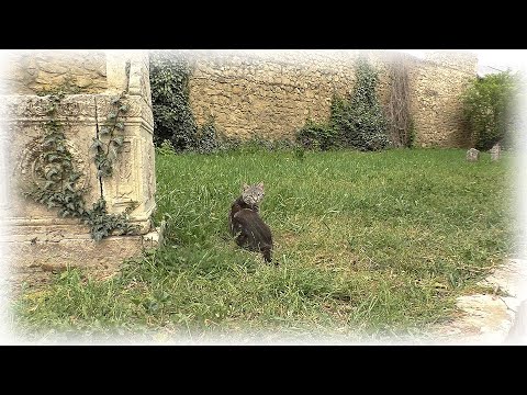 Видео: #13 Местное радио / Кот на кладбище / Перемолка веток