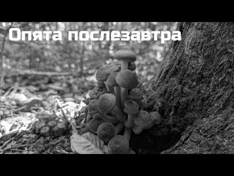 Видео: Опята послезавтра