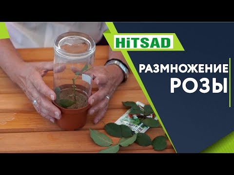 Видео: Размножение Розы 🌹 Как Правильно укоренить Розу черенком🌹Советы От Хитсад ТВ
