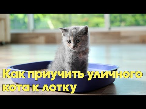 Видео: Как приучить уличного кота к лотку? Основные методы. Советы Ветеринарного Врача.