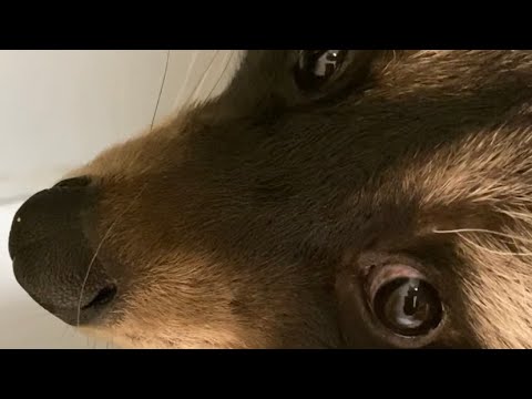 Видео: Утепляємось на зиму…