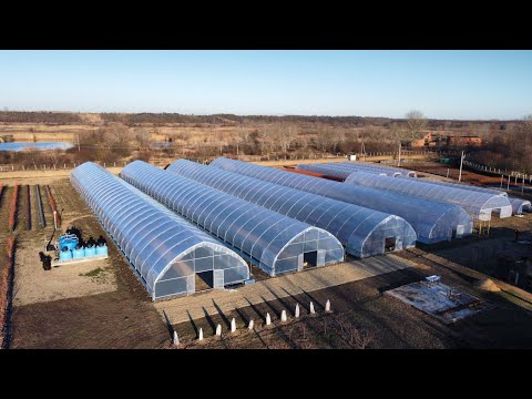 Видео: Тепличный комплекс для выращивания голубики.