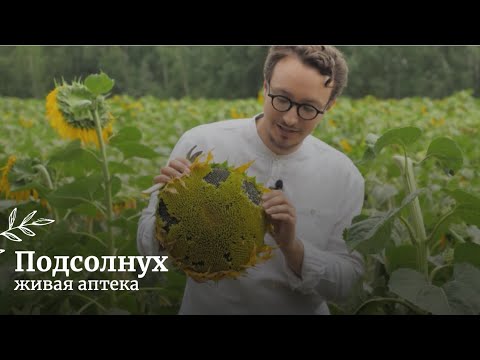 Видео: Подсолнух // Как заготавливать, сушить и применять // Живая аптека