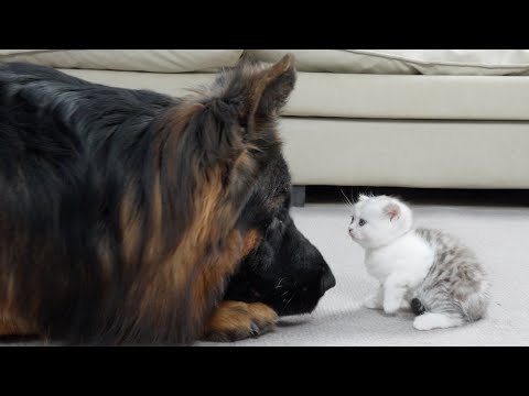 Видео: Как немецкая овчарка и новые крошечные котята стали лучшими друзьями [Милейшая подборка]