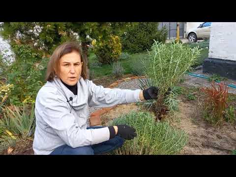 Видео: Размножение ЛАВАНДЫ делением куста.Посадка лаванды.#размножениелаванды#делениелаванды#посадкалаванды