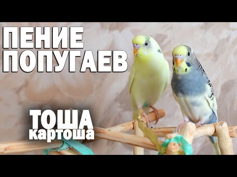 Видео: Весёлое пение волнистых попугаев. 3 часа.