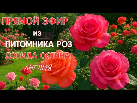 Видео: КОРОЛЕВСКИЙ ПАРК ЛОНДОНА, КОТОРЫЙ ВЫГЛЯДИТ КАК ИЗ СКАЗКИ..