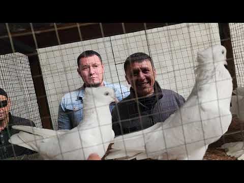 Видео: 1 ноября 2025 г.