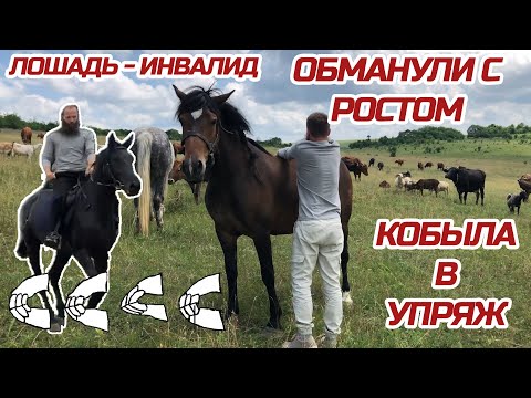 Видео: Нашли и купили лошадей на Кавказе | Александр Обжерин