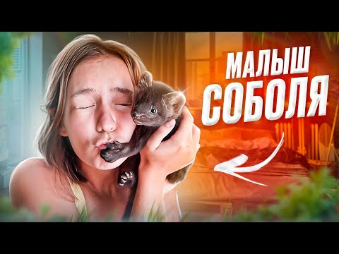 Видео: ВПЕРВЫЕ - Маленький СОБОЛЬ за 20.000 РУБЛЕЙ! Я в восторге!