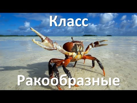 Видео: 10.2 Класс Ракообразные (7 класс) - биология, подготовка к ЕГЭ и ОГЭ 2018