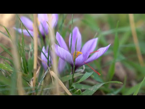 Видео: Ҳақиқий ўзбек заъфарони — BMB Za'faronнинг етиштирилиш жараёни