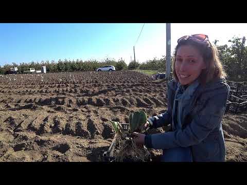 Видео: Как посадить ирисы осенью? / Сад Ворошиловой