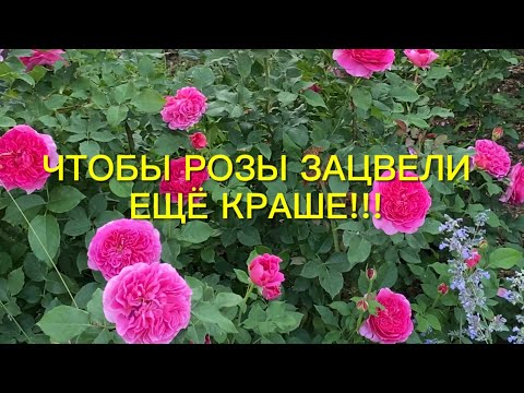 Видео: Розы обрезаны, а что дальше ???Как им помочь нарастить мощные кусты ко второму цветению.🌹🌹🌹