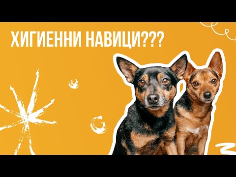 Видео: Как научих Петър и Арчи на хигиенни навици? | Животът с куче