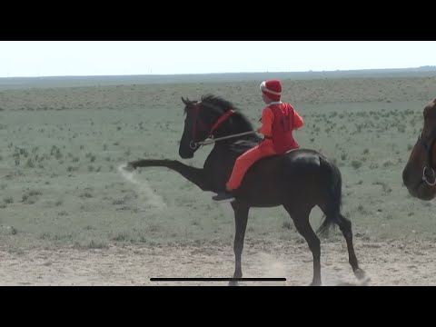 Видео: Бәйге Шөмішкөл ауылы 2023