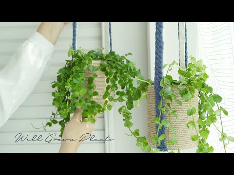 Видео: Выращивание растений, изготовление подвесных корзин, укоренение
