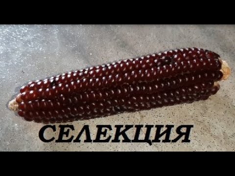 Видео: Селекция овощей и злаков в хозяйстве Хорошо живём.