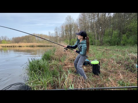 Видео: СПІЙМАЛА КОРОПА МОНСТРА НА ЗВИЧАЙНУ ПОПЛАВЧАНКУ!
