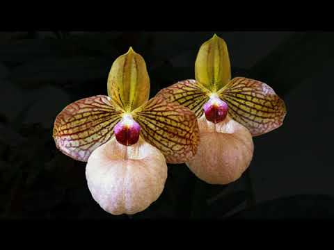 Видео: Paphiopedilum  и Phragmipedium