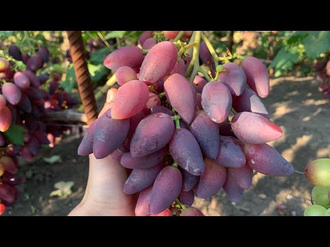 Видео: УЛЬТРАРАННИЕ СОРТА винограда 2022 года ( часть 2)