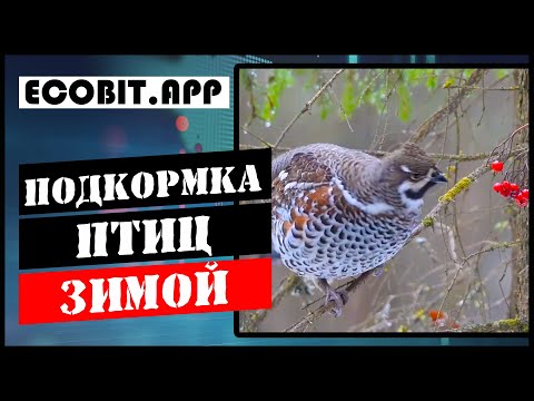 Видео: Кормушки для птиц. Как их делать и зачем