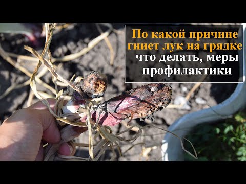 Видео: Почему гниёт лук на грядке