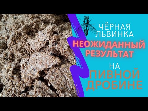 Видео: Выращивание чёрной львинки на пивной дробине