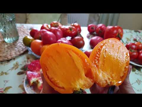 Видео: Томаты утомили урожаем Чем подкормить сейчас Желтые плечики у помидор Отчего такие