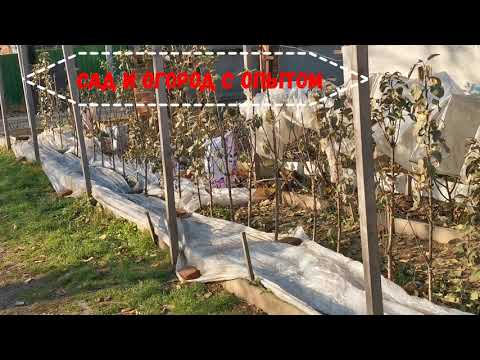 Видео: Как Укрыть на Зиму Персик в первый год посадки / САД И ОГОРОД С ОПЫТОМ /