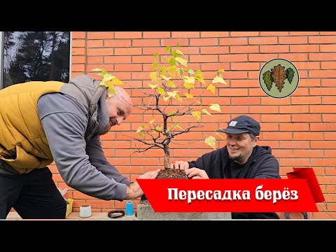 Видео: Осенняя пересадка трёх берёз @Studio.Bonsai