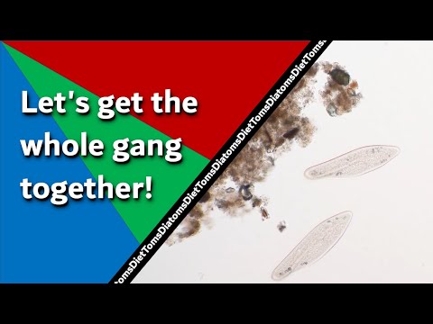 Видео: Коррекция объектива: различия между ахроматическими, плановыми и апохроматическими линзами