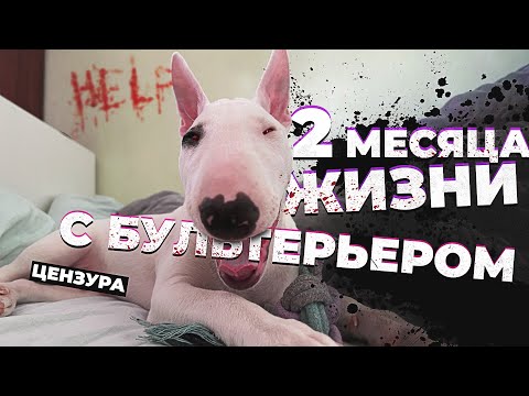 Видео: Два месяца жизни с бультерьером. Итоги. Пофиг Будни.