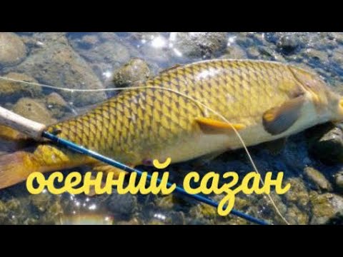 Видео: Осенний сазан клюёт отлично!!!