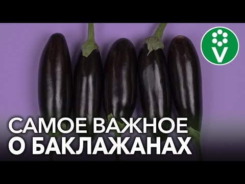 Видео: СЕКРЕТЫ ПОСЕВА И ВЫРАЩИВАНИЯ БАКЛАЖАНОВ, которые гарантируют огромный урожай!