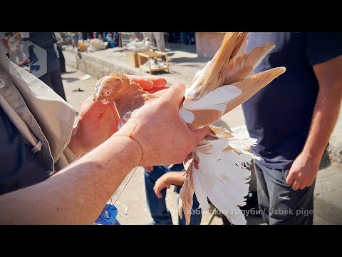 Видео: Птичий рынок г. Ташкент - ГОЛУБИ (20.09.2025)